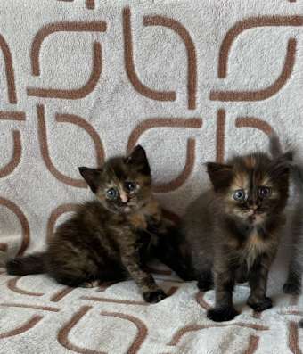 Котята в хорошие руки