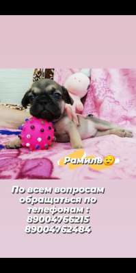 Щенки французский бульдог в Владимире фото 9