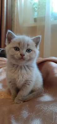 Шотландские котята фото 4