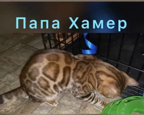 Бенгальские котята фото 5