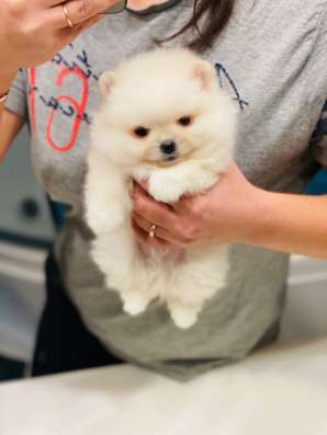 Selling puppies "Pomeranian" spitz