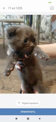 Шотландские котята фото 5