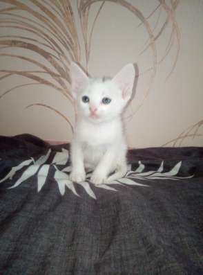 Отдаю котёнка в добрые руки