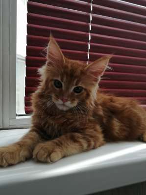 Котята мейн кунята в Красноярске