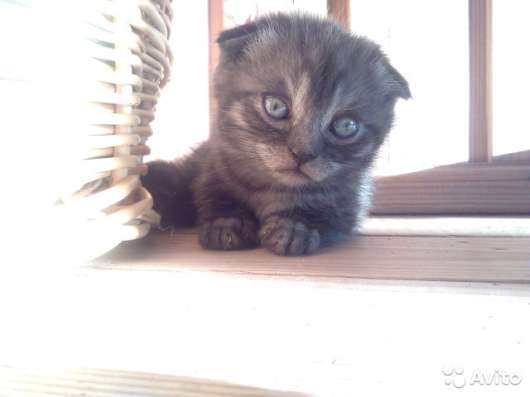 Британские котята в Нижнем Новгороде фото 8
