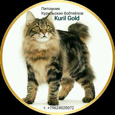 Котята Курильского бобтейла из питомника