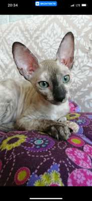 Котята Корниш рекс