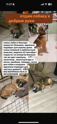 Отдам собаку