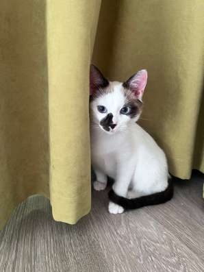 Котёнок Сноу шу в Волгограде фото 4
