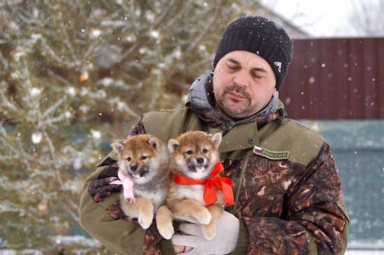 Сиба Ину в Оренбурге