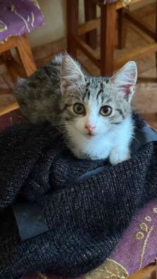 Котенок в добрые руки мальчик