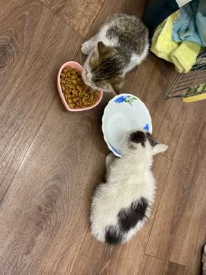 Отдам котят в добрые руки в Благовещенске