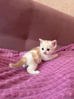 Отдам котят в добрые руки! в Томске фото 5