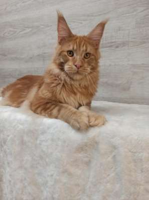 Maine coon. Kitten