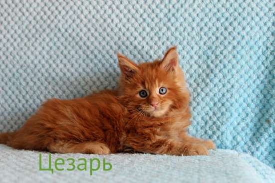 Мейн-Кун Мальчик рыжий хулиган