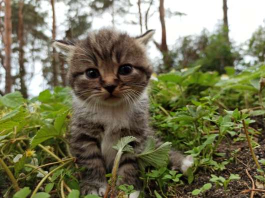 Котята ищут дом и любящих хозяев фото 10