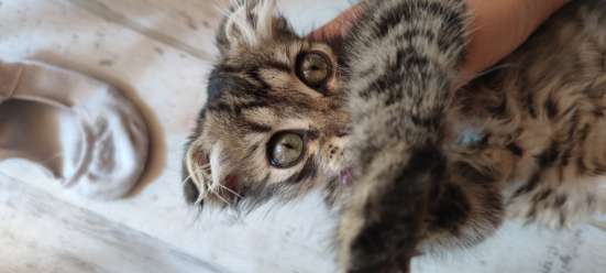 Кошка Пицунда ищет дом бесплатно
