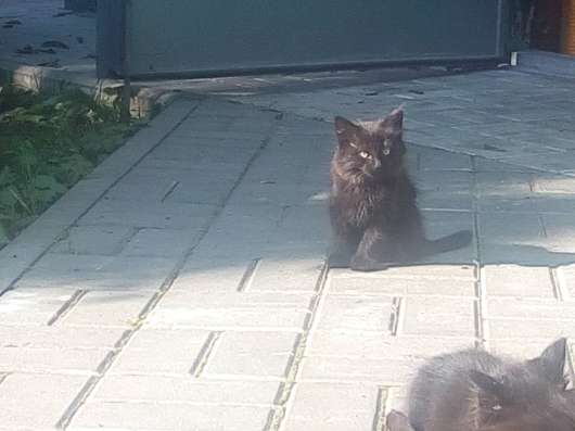 Два котенка в Нижнем Новгороде фото 4