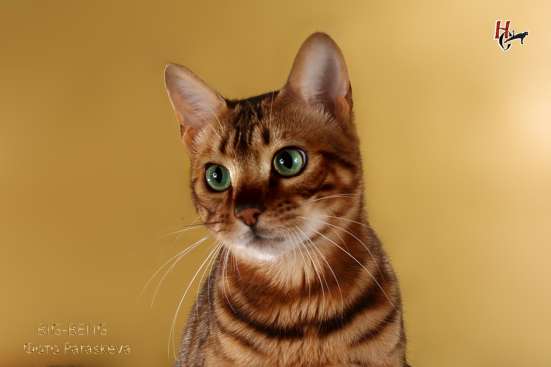 Бенгальский кот
