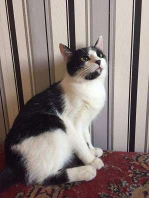 Котенок тимоша ищет дом фото 5