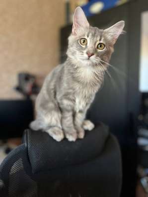 Котята в добрые руки ? в Нижнем Новгороде фото 6