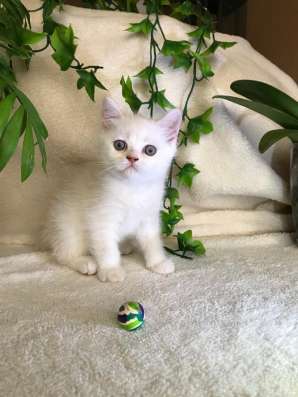 Клубный шотландский котёнок