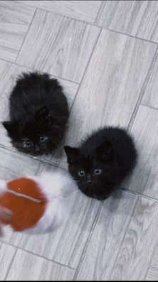 СРОЧНО ОТДАЮ КОТЯТ