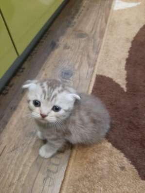 Шотландские котята фото 9