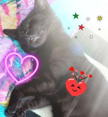 Котёнок в добрую семью