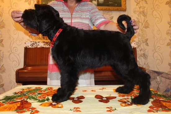 Russian Black terrier/Русский черный терьер фото 3