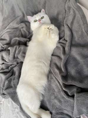 Продам кошечку, серебристая шиншилла фото 12