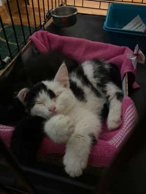Котёнок в добрые руки