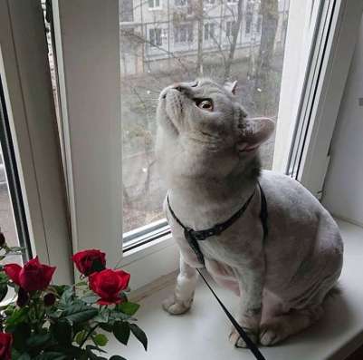 Стрижка котов и кошечек в Краснодаре фото 7