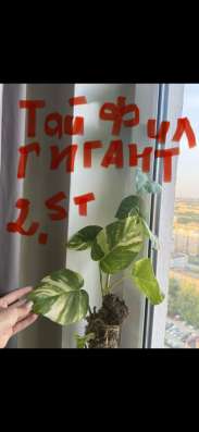 Распродаю цветы из Тая в Челябинске фото 12