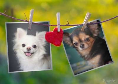 Чихуахуа длинношерстные щенки