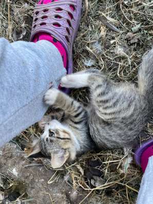 Игрунья и ласкушка ищет дом! в Волгограде фото 4