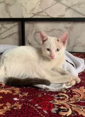 Отдаем котят в добрые руки