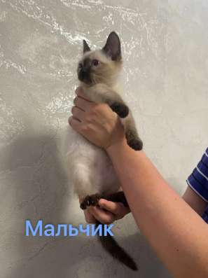 Котята в хорошие руки в Ярославле