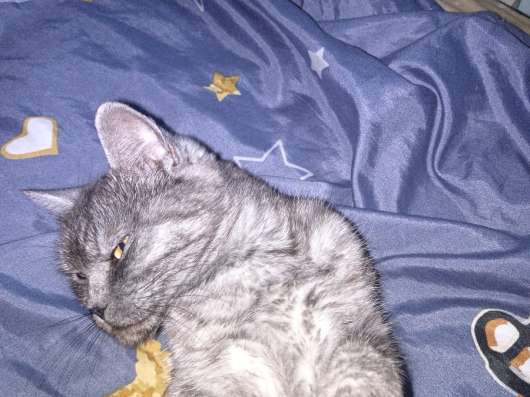 Отдаю срочно, кошка шотландская
