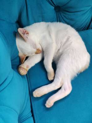Котенок Меконгский Бобтейл в Воронеже