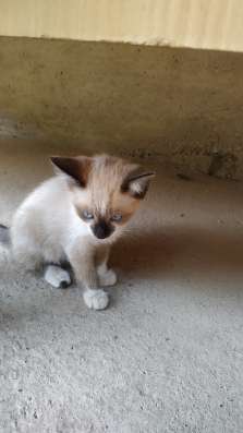 Сиамские котята фото 4