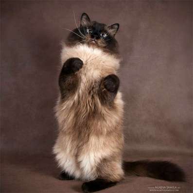 НЕВСКИЕ МАСКАРАДНЫЕ КОТЯТА