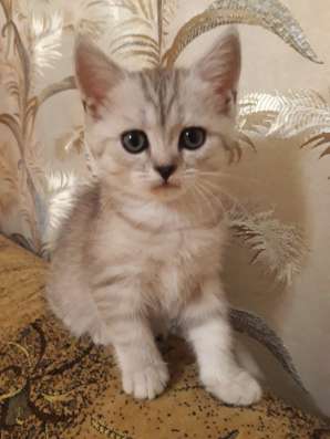 Продаю шотландских котят в Судаке фото 5