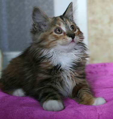 Котята Курильского бобтейла из питомника