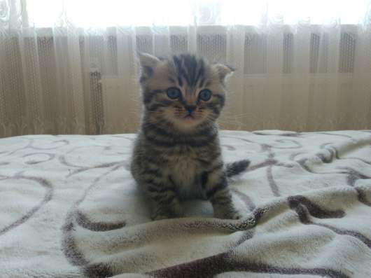 Британские котята