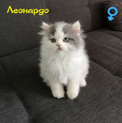 Котенок Хайлен Страйд