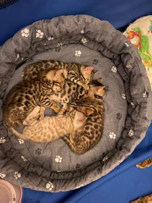 Бенгальские котята