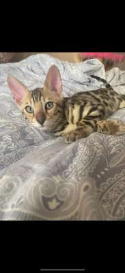 Бенгальский котенок