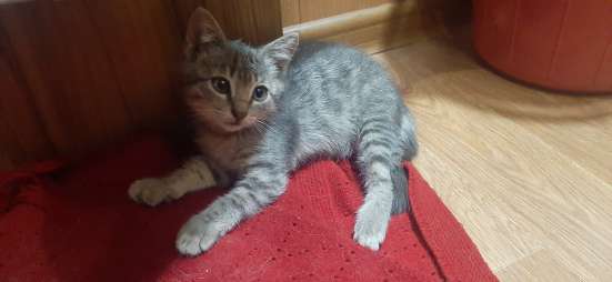 Отдам котенка