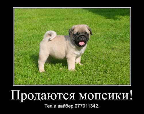 Продаются щенки королевского мопса! фото 5